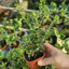 Cây Bạch Tuyết Mai Chậu 2-3 Cây