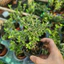 Cây Bạch Tuyết Mai Chậu 2-3 Cây