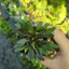 Cây Ajuga Reptans Tiểu Cảnh Bán Cạn, Terrarium