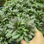 Cây Ajuga Reptans Tiểu Cảnh Bán Cạn, Terrarium