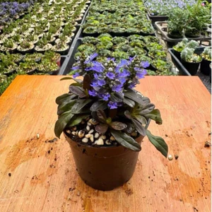 Cây Ajuga Reptans Tiểu Cảnh Bán Cạn, Terrarium