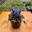 Cây Ajuga Reptans Tiểu Cảnh Bán Cạn, Terrarium