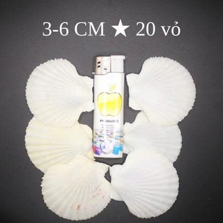 Vỏ sò điệp trắng 3-5cm dùng trang trí,vẽ tranh , làm đồ thủ công