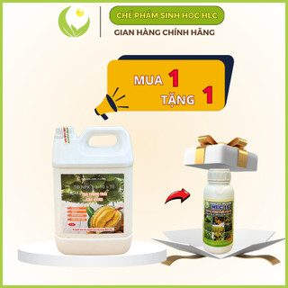 Lớn trái sầu riêng,tròn trái, xanh gai, chắc cuống trái 5L