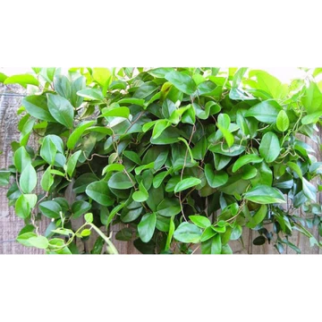 300gam lá sương sâm, sâm trơn giao lá tươi chỉ giao miền nam, HCM
