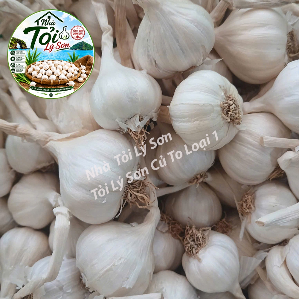 Tỏi Lý Sơn Nhiều Tép Củ To Loại 1 Chính Gốc Nhà Tỏi Lý Sơn 500g