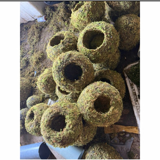 .quả cầu rêu kokedama size 18cm trồng thay chậu