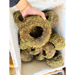 .quả cầu rêu kokedama size 18cm trồng thay chậu