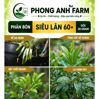 Phân bón Siêu lân 60+  Ra rễ cực mạnh, bật chồi, đẻ nhánh, tăng sức đề kháng (gói 30g)