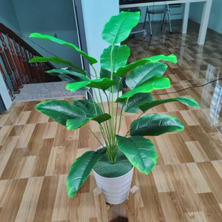 CÂY CHUỐI SINGAPORE 18 LÁ CAO 81 CM NHẬP KHẨU - CÂY GIẢ DECOR Nhà Cửa