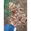 GỪNG SẺ TƯƠI BÌNH ĐỊNH – ĐẬM VỊ QUÊ NHÀ (TRÀ DU FARM),