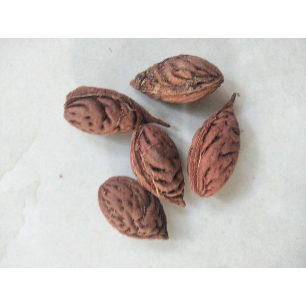 Combo 5 Hạt đào thất thốn bích kép, nguồn gốc lạng sơn