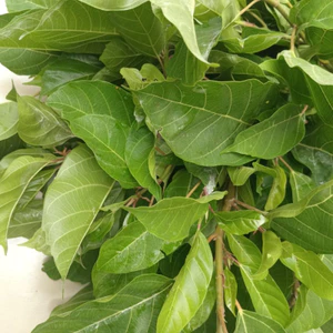 LÁ SUNG Sung Tươi Hái Cực Non Đóng Gói 1KG