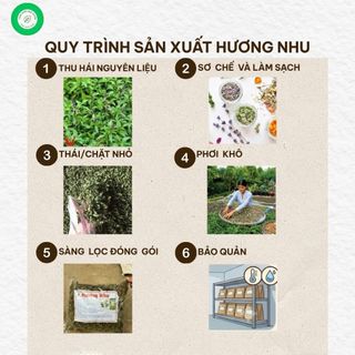 Cây Hương Nhu Khô 1kg Nguyên Chất | Dược Liệu Khô Chọn Lọc | Thảo Dược Đạt Huyền