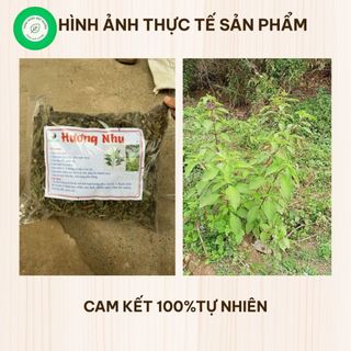 Cây Hương Nhu Khô 1kg Nguyên Chất | Dược Liệu Khô Chọn Lọc | Thảo Dược Đạt Huyền