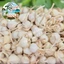 Tỏi Lý Sơn 3–5 Tép Chính Gốc Nhà Tỏi Lý Sơn 1kg