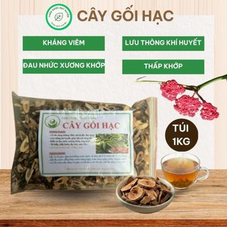 Cây Gối Hạc Khô 1kg Nguyên Chất | Dược Liệu Khô Chọn Lọc | Thảo Dược Đạt Huyền