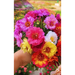 Hạt giống hoa mười giờ mixx đủ màu đẹp , cánh kép bông to