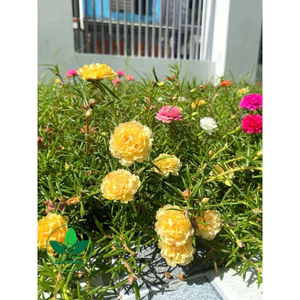Hạt giống hoa mười giờ mixx đủ màu đẹp , cánh kép bông to