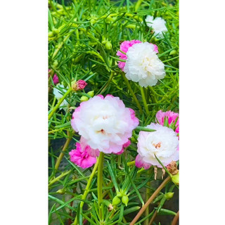 Hạt giống hoa mười giờ mixx đủ màu đẹp , cánh kép bông to