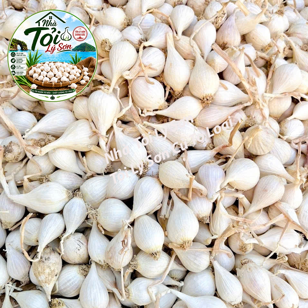Tỏi Cô Đơn Lý Sơn Loại 1 Chính Gốc Nhà Tỏi Lý Sơn