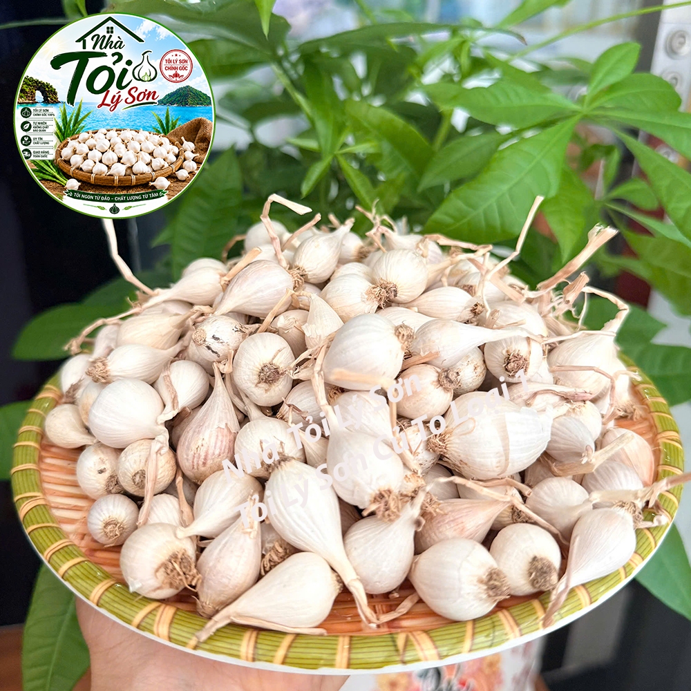 Tỏi Cô Đơn Lý Sơn Loại 1 Chính Gốc Nhà Tỏi Lý Sơn