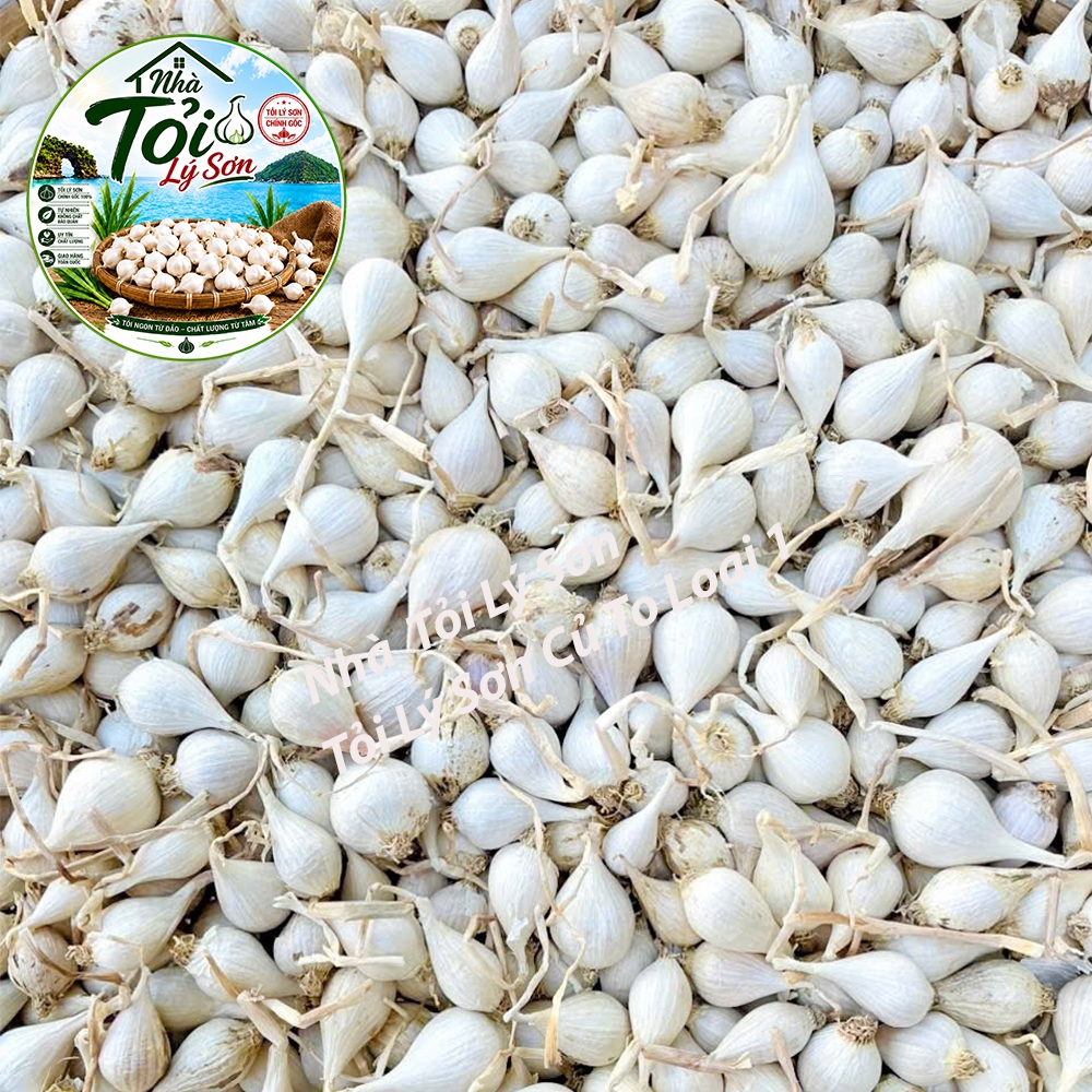 Tỏi Cô Đơn Lý Sơn Loại 1 Chính Gốc Nhà Tỏi Lý Sơn