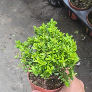 Tiểu Diệp Xích Nam Chậu Lớn