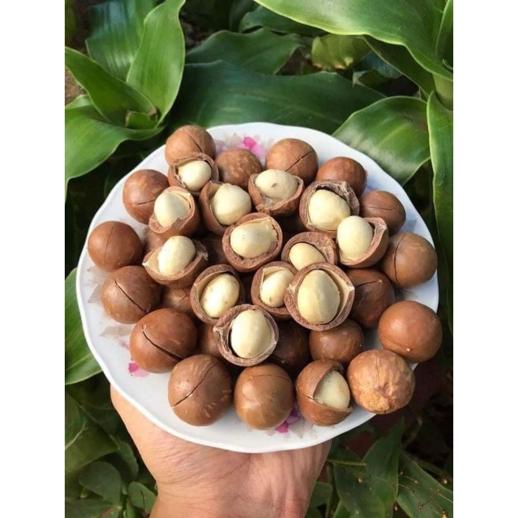 1kg Hạt Macca Tây Nguyên Sấy Nứt Vỏ Size vừa⚡️Tặng Kèm Khui Hạt ( hạt ăn liền)