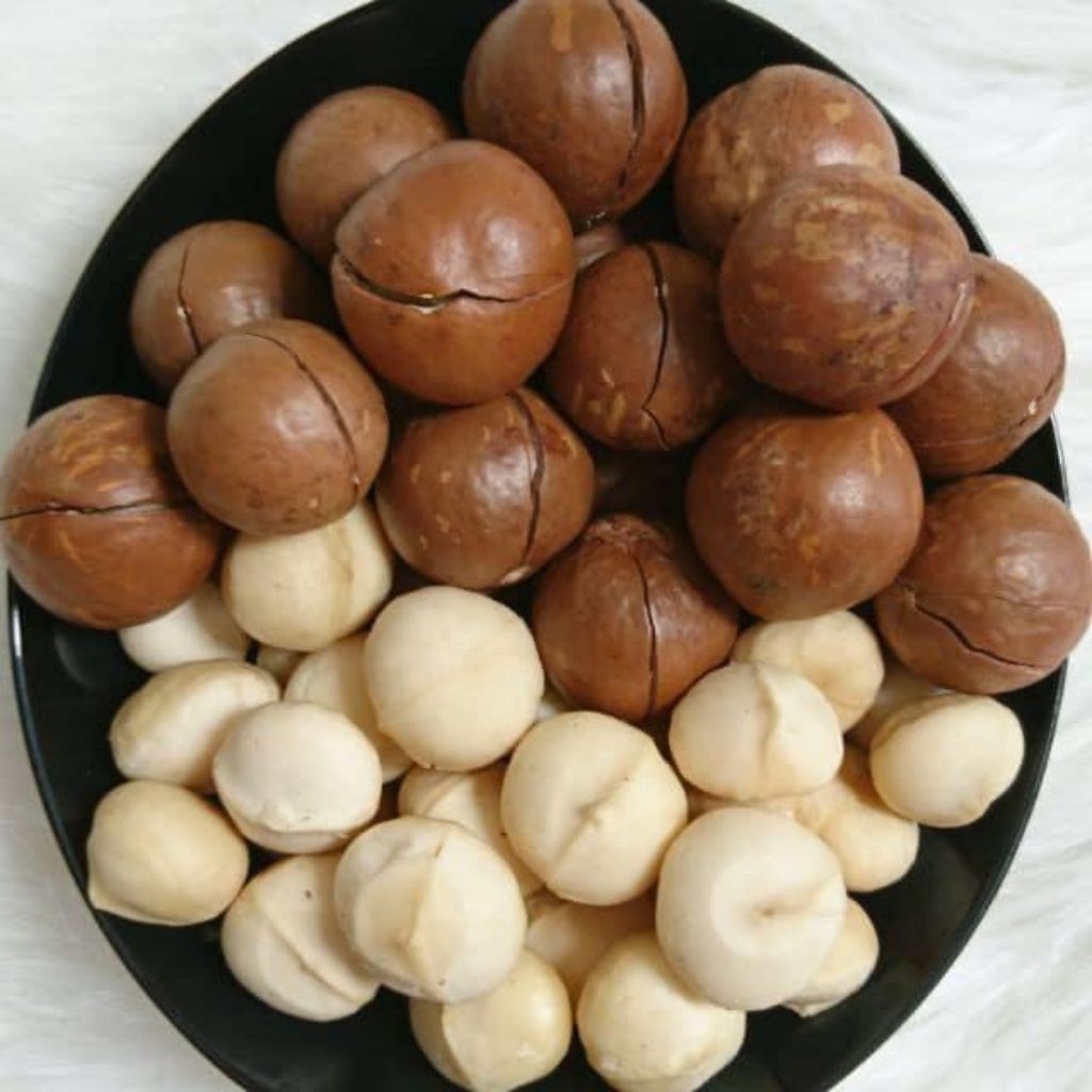 1kg Hạt Macca Tây Nguyên Sấy Nứt Vỏ Size vừa⚡️Tặng Kèm Khui Hạt ( hạt ăn liền)
