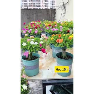 [Giống Mới] - Sét 2 gói Hạt giống hoa mười giờ MIx , siêu đẹp dễ lên mầm