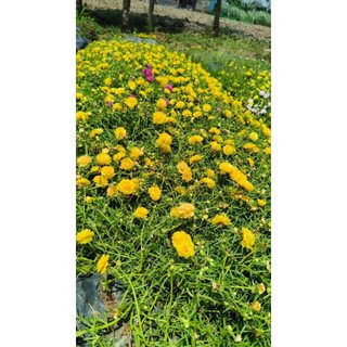 [Giống Mới] - Sét 2 gói Hạt giống hoa mười giờ MIx , siêu đẹp dễ lên mầm