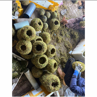.quả cầu rêu kokedama size 18cm trồng thay chậu