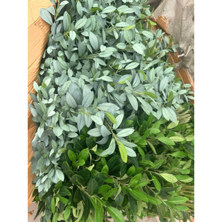 Cành Lá Oliu Giả Dài 90cm [6 Nhánh/10 Nhánh] Xanh Mốc Xanh Lá Cây Giả Trang Trí Nhà Cửa Xưởng Hạnh Hoan Nam Định