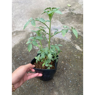 Cây  giống cà chua siêu quả, dễ trồng
