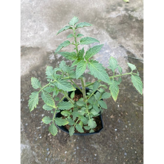 Cây  giống cà chua siêu quả, dễ trồng