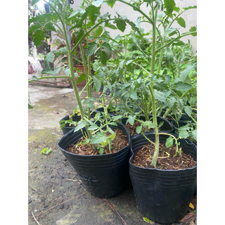 Cây  giống cà chua siêu quả, dễ trồng