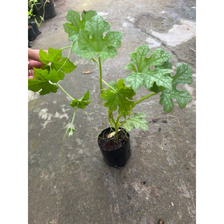 Bầu dây mướp hương f1 siêu trái