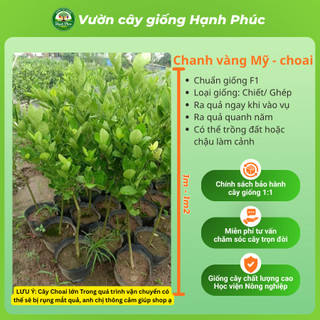 Cây Giống CHANH VÀNG MỸ - Choai, Chuẩn Giống, Siêu Sai Quả, Dễ Trồng, Năng Suất Cao - Hỏa tốc HN - CV1
