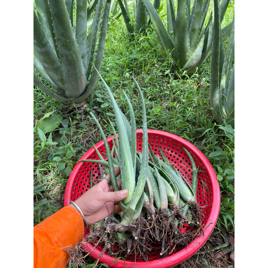 cây giống nha đam mỹ 20-30cm gốc rễ khoẻ