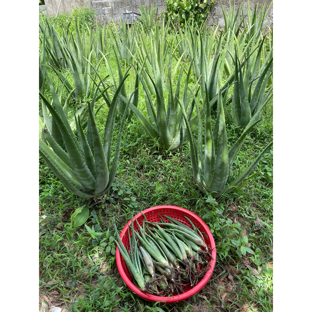 cây giống nha đam mỹ 20-30cm gốc rễ khoẻ