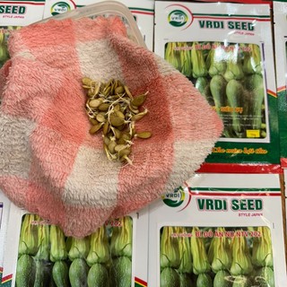 [Gói 10g~80 Hạt] Hạt giống Bí Siêu Nụ Lai F1 Dễ Trồng, Năng Suất Cao, Trồng Quanh Năm