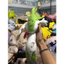 Gấu 2hand thú bông Shaymin dạng Sky Forme