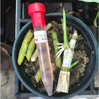 Thuốc Kích Hoa, Kích Kei Keiki Duy Pro 15ml - Keiki Duy Đỏ