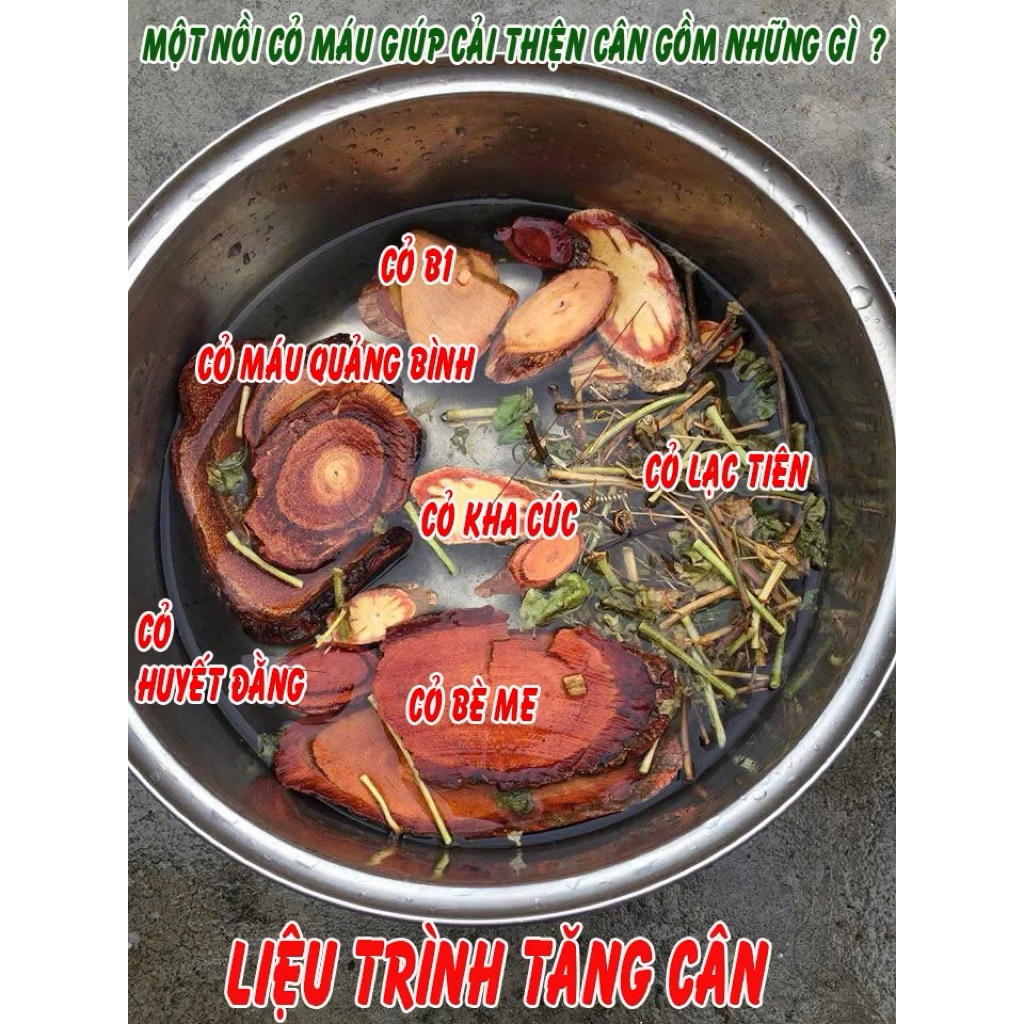 Cỏ Máu Tăng Cân Bổ Máu Dành Cho Người Gầy, Thiếu Máu, Mất Ngủ