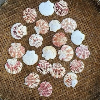Vỏ Sò đục lỗ Sò Điệp Bông, Sò điệp Bay Vân – Dùng làm đồ handmade, decor biển, chụp ảnh