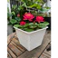 Chậu trồng sen mini, chất liệu nhựa hoạ tiết đan mây, miệng 22cm cao 18cm thích hợp trồng sen mini