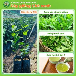 Combo 3 Cây Giống CHÈ XANH THÁI NGUYÊN Chuẩn Giống, Hương Vị Thơm Ngon, Pha Trà, Làm Bánh