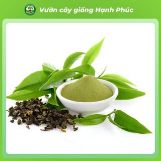 Combo 3 Cây Giống CHÈ XANH THÁI NGUYÊN Chuẩn Giống, Hương Vị Thơm Ngon, Pha Trà, Làm Bánh