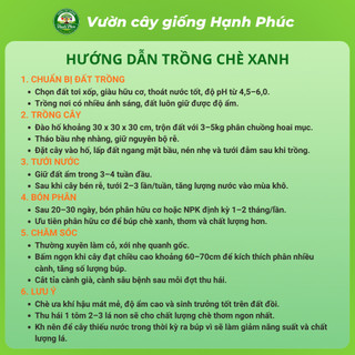 Combo 3 Cây Giống CHÈ XANH THÁI NGUYÊN Chuẩn Giống, Hương Vị Thơm Ngon, Pha Trà, Làm Bánh
